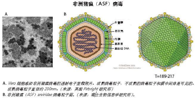 非洲豬瘟病毒細胞.jpg