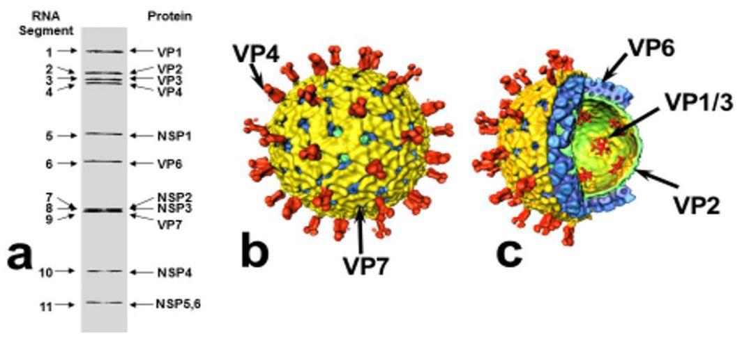 豬輪狀病毒結構2.jpg