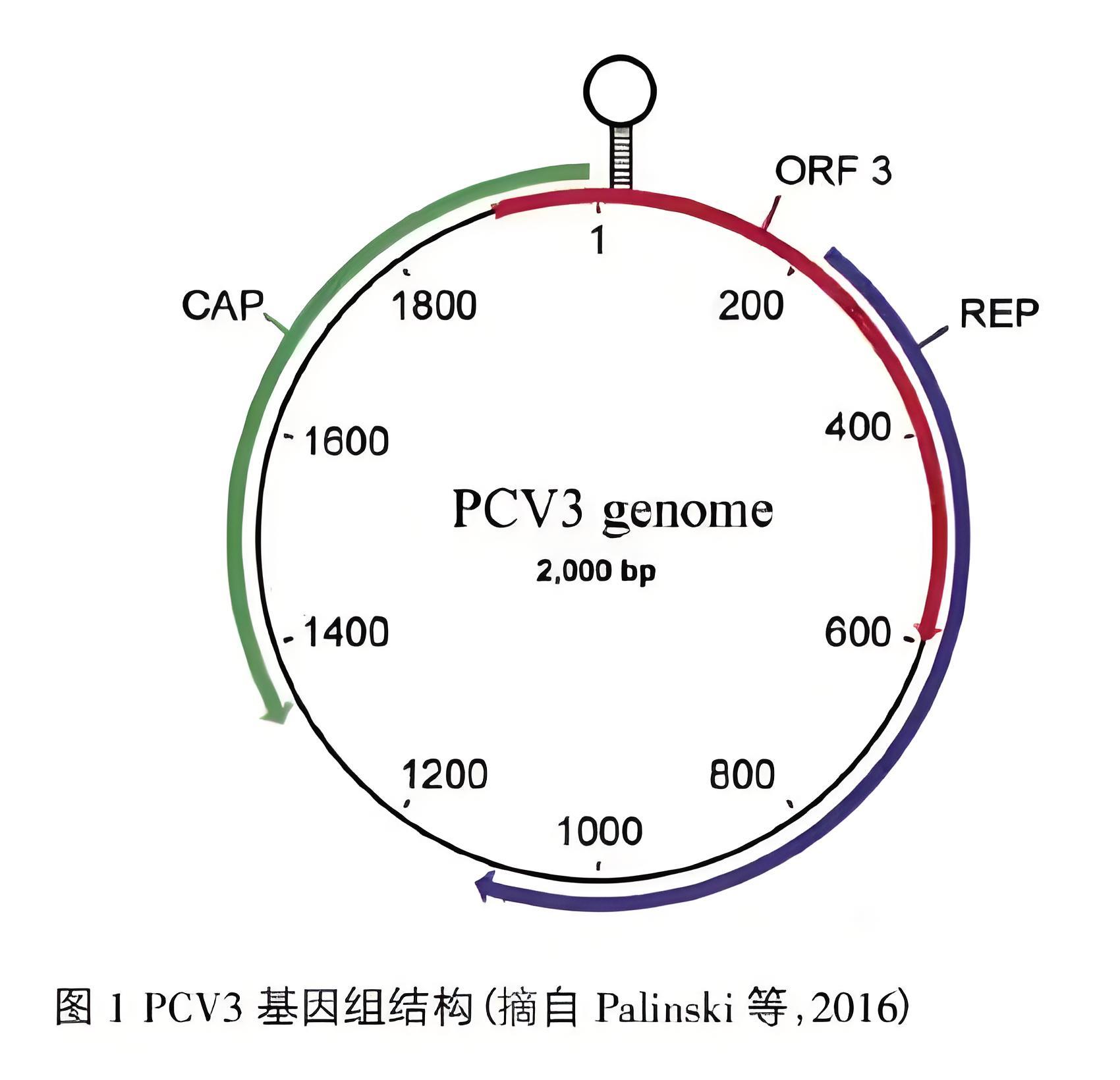 豬圓環(huán)病毒3型結(jié)構(gòu).jpg