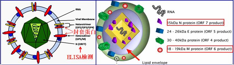 豬藍(lán)耳病毒結(jié)構(gòu).jpeg