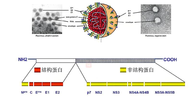 豬瘟病毒結構.jpg