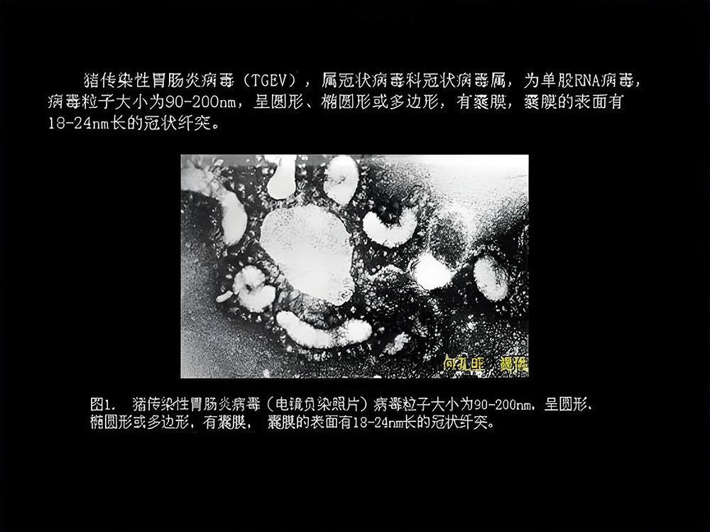 豬傳染性腸胃炎病毒結(jié)構(gòu).jpg