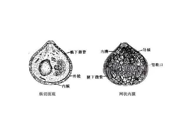 犬新孢子蟲結(jié)構(gòu).jpg