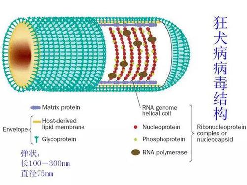 狂犬病毒蛋白結(jié)構(gòu).jpeg