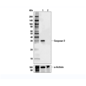 半胱天冬酶-3抗體