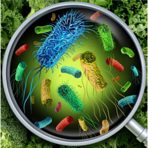 Microbacterium Laevaniformans