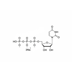 尿苷三磷酸溶液UTP,100mM Sodium Salt Solution（100 mM）尿苷三磷酸溶液（100 mM）