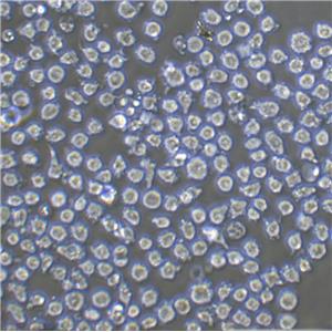 MDA-kb2 Cells#人乳腺癌細胞系種子庫|完全培養(yǎng)基|STR圖譜