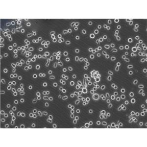 ES-2 Cells人卵巢透明細(xì)胞癌細(xì)胞|送STR圖譜
