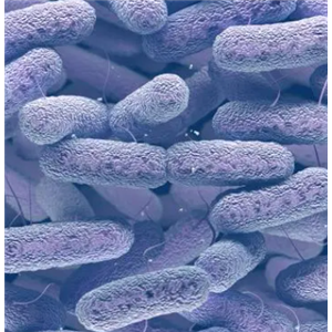 Apophysomyces Variabilis