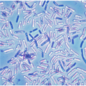 Basidiobolus Microsporus